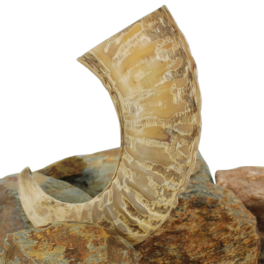 Natural Ram Horn